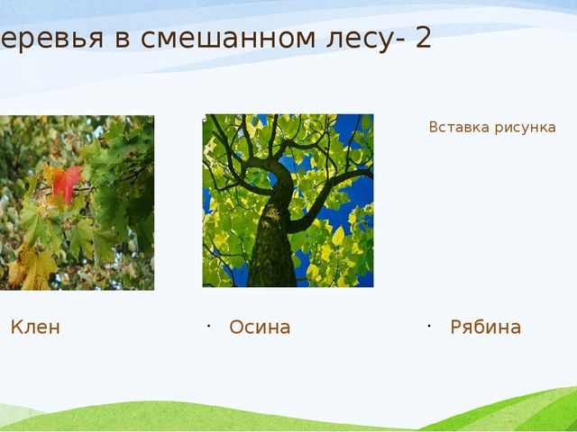 Презентация к занятию по экологии в старшей группе