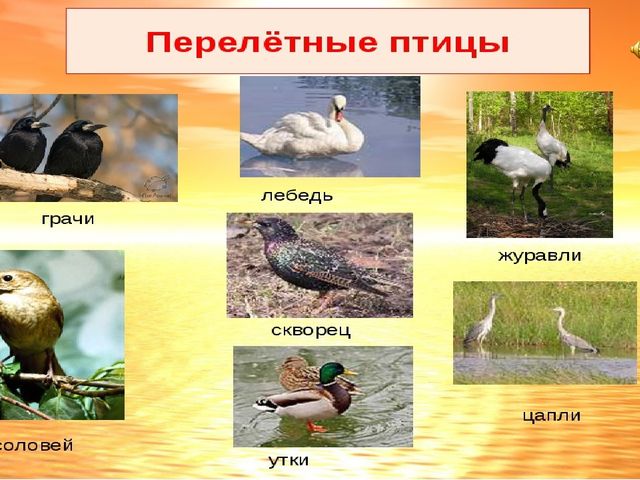 Презентация к занятию по экологии в старшей группе
