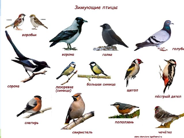 Презентация к занятию по экологии в старшей группе