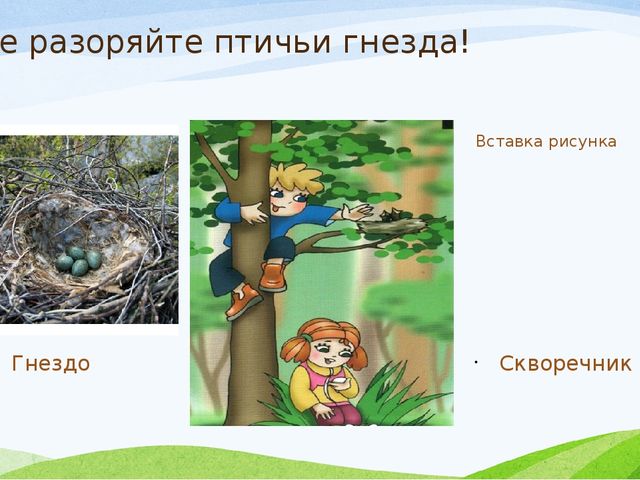 Презентация к занятию по экологии в старшей группе