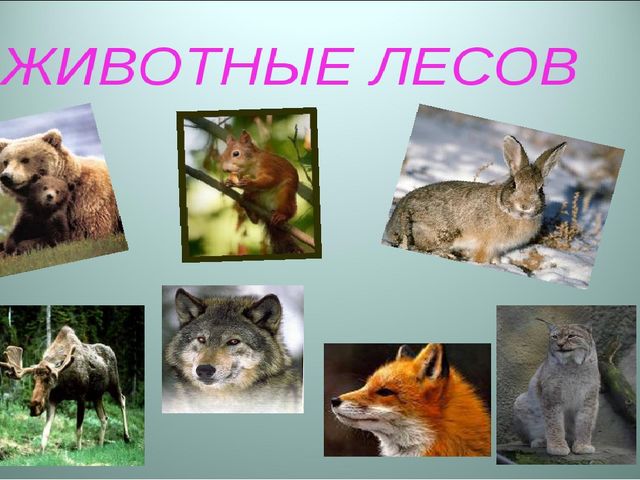 Презентация к занятию по экологии в старшей группе