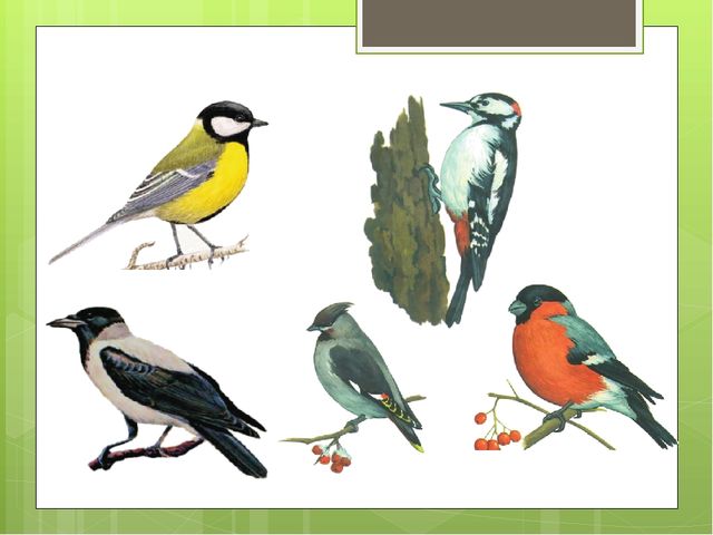 Перелетные птицы 1 младшая группа. Зимующие птицы. Птицы картинки для детского сада. Птица рисунок. Зимующие птицы для детей.