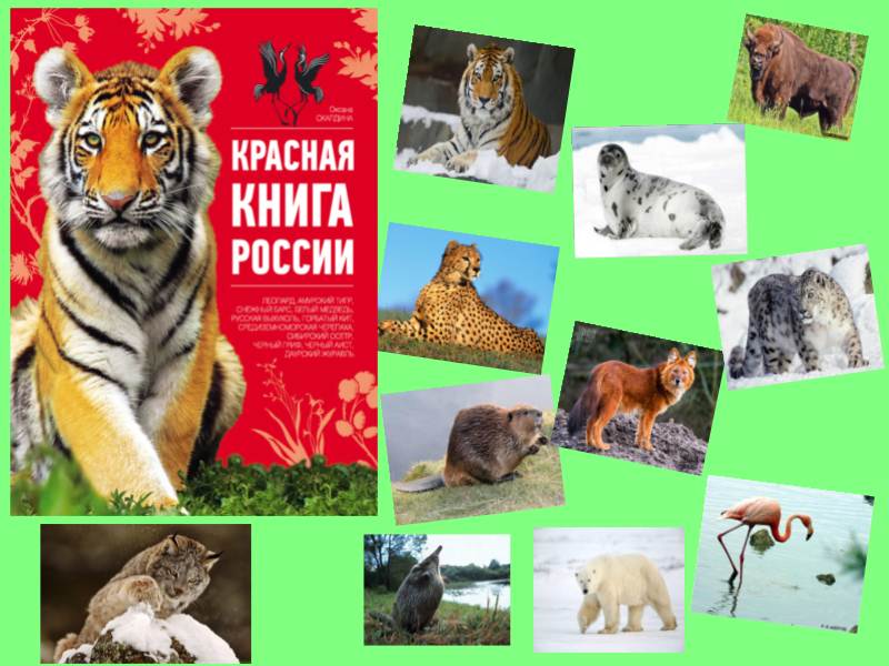 Животные красной книги проект в доу