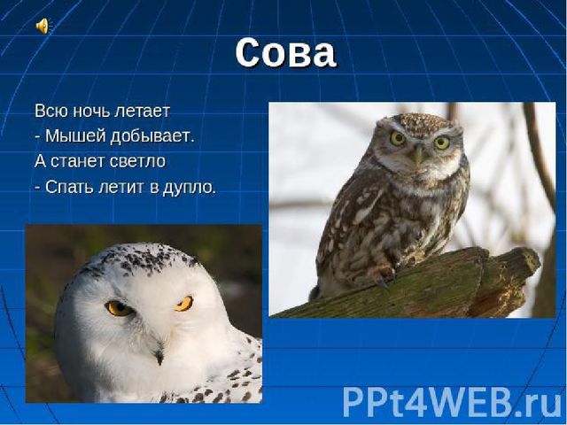 Презентация к НОД по рисованию "Сова"