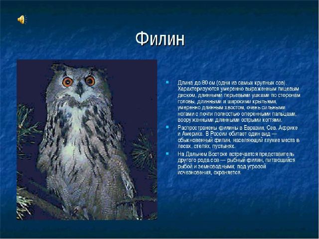 Презентация к НОД по рисованию "Сова"