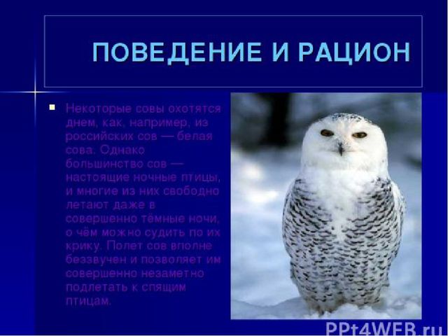 Презентация к НОД по рисованию "Сова"