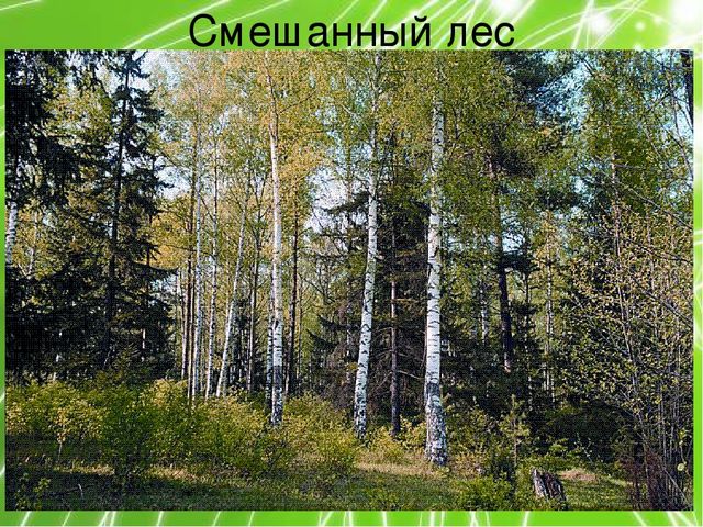 Презентация по ознакомлению с окружающим миром природы на тему "Кто в лесу главный?" (подготовительная группа)