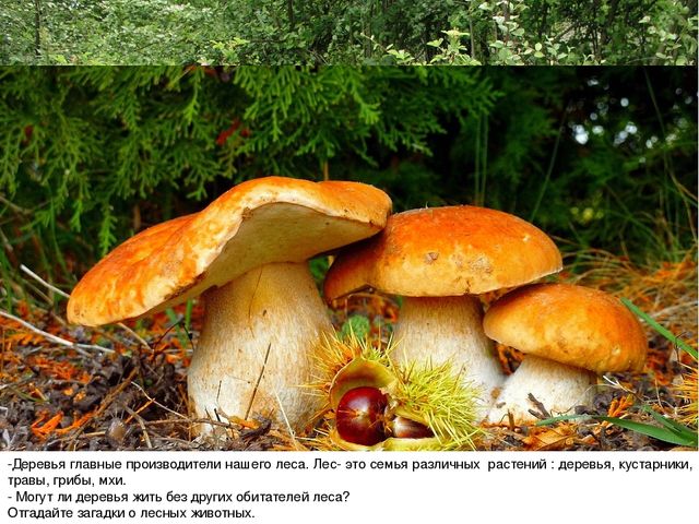 Презентация по ознакомлению с окружающим миром природы на тему "Кто в лесу главный?" (подготовительная группа)