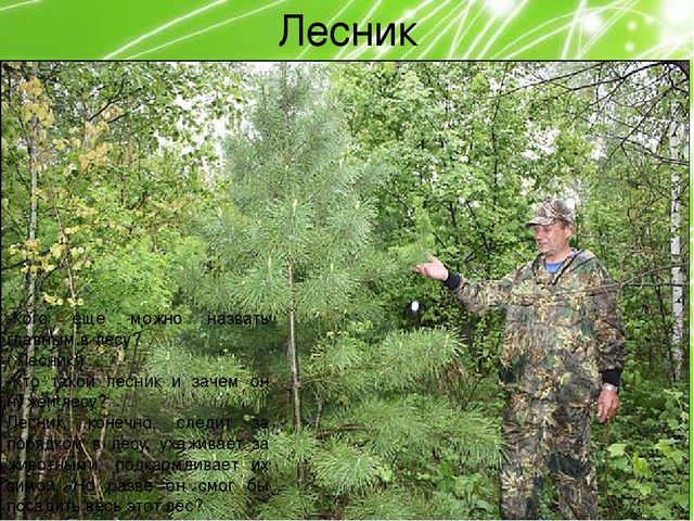 Презентация по ознакомлению с окружающим миром природы на тему "Кто в лесу главный?" (подготовительная группа)