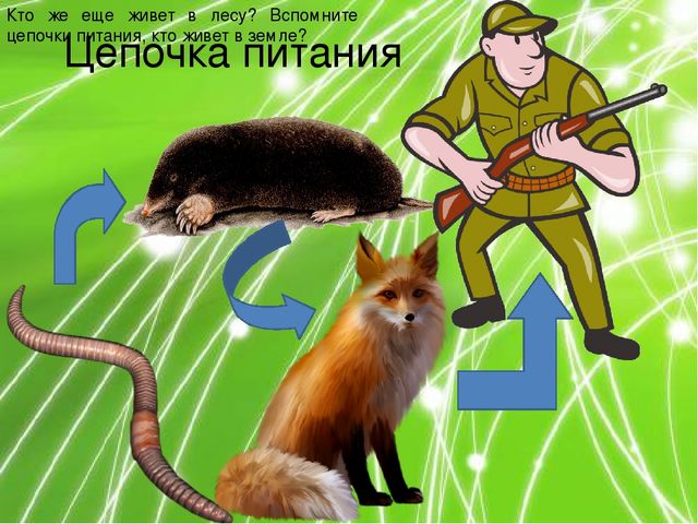 Презентация по ознакомлению с окружающим миром природы на тему "Кто в лесу главный?" (подготовительная группа)