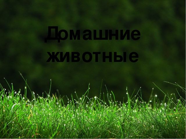 Презентация на тему "Домашние животные "