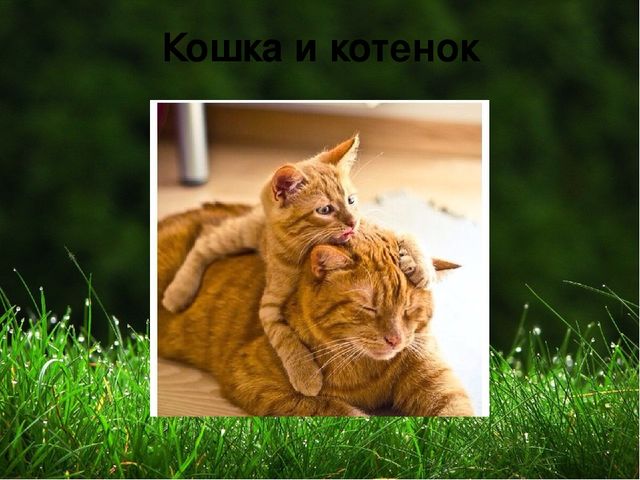 Презентация на тему "Домашние животные "