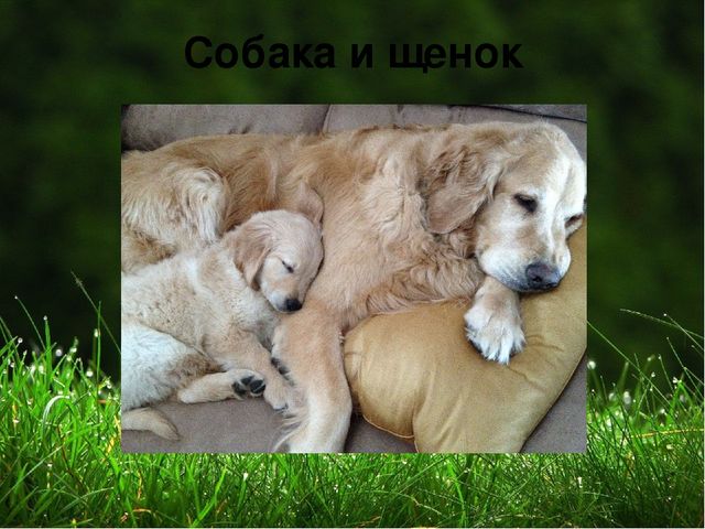 Презентация на тему "Домашние животные "