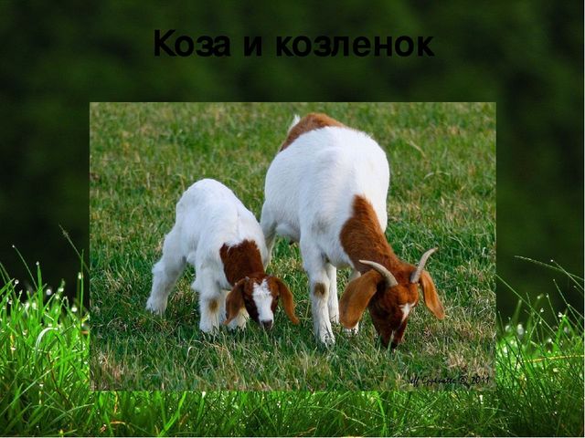 Презентация на тему "Домашние животные "