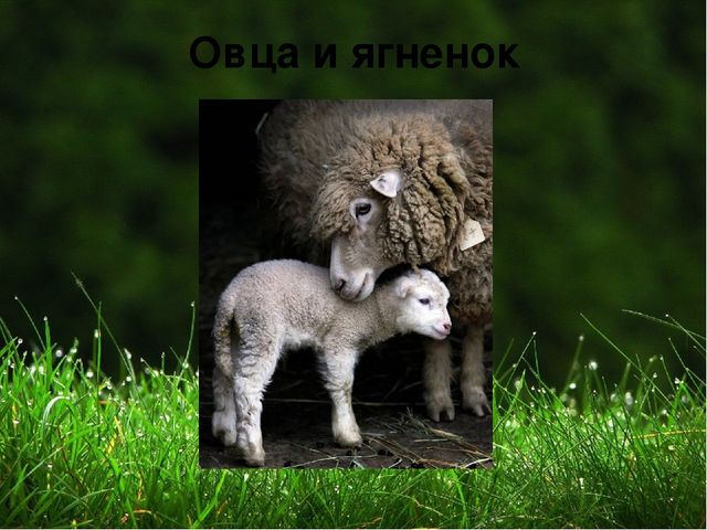 Презентация на тему "Домашние животные "