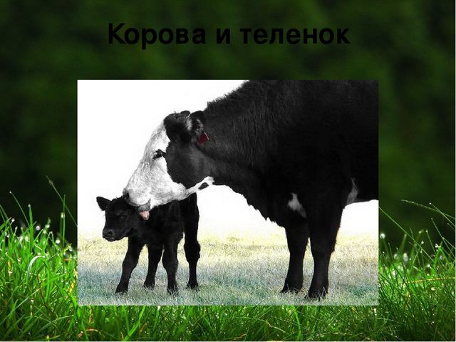 Презентация на тему "Домашние животные "