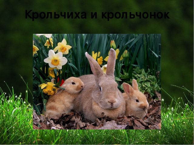 Презентация на тему "Домашние животные "