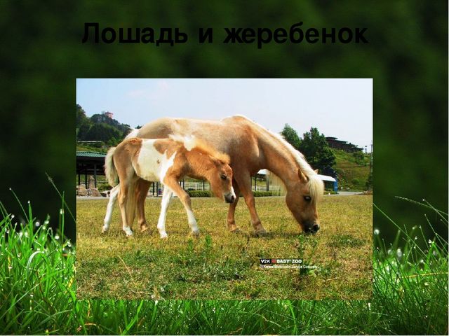 Презентация на тему "Домашние животные "