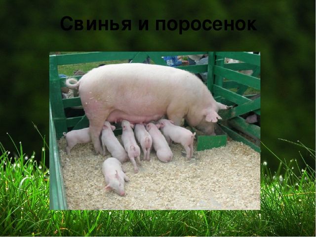 Презентация на тему "Домашние животные "
