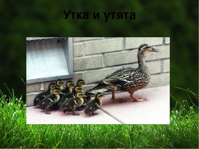 Презентация на тему "Домашние животные "