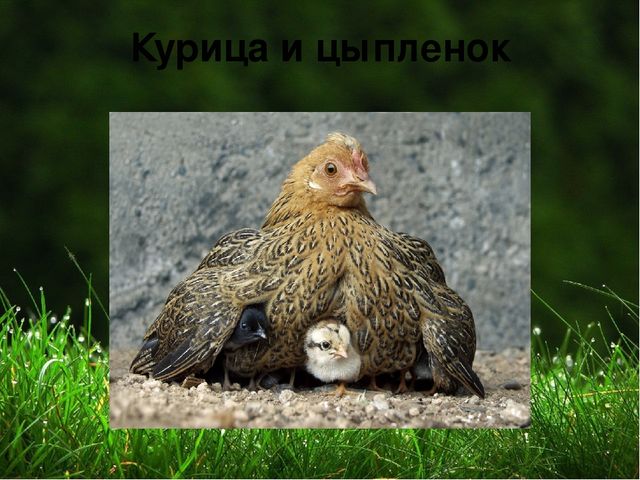 Презентация на тему "Домашние животные "