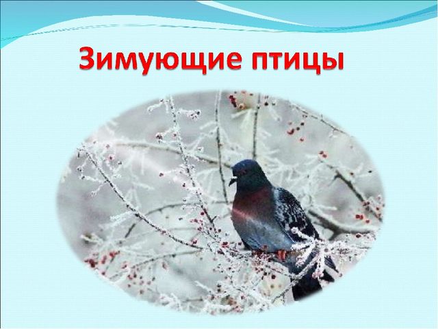 Презентация на тему "Зимующие птицы"