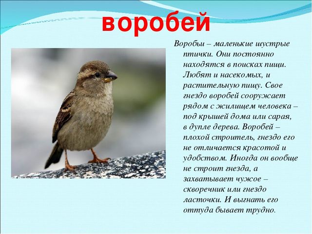 Презентация на тему "Зимующие птицы"