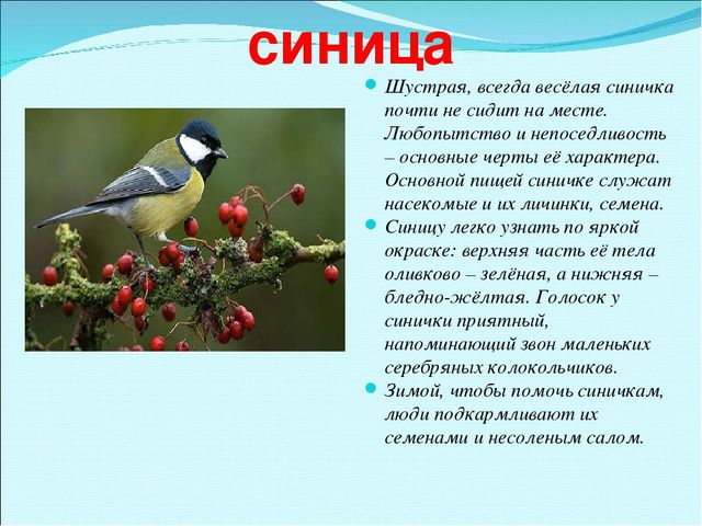 Презентация на тему "Зимующие птицы"