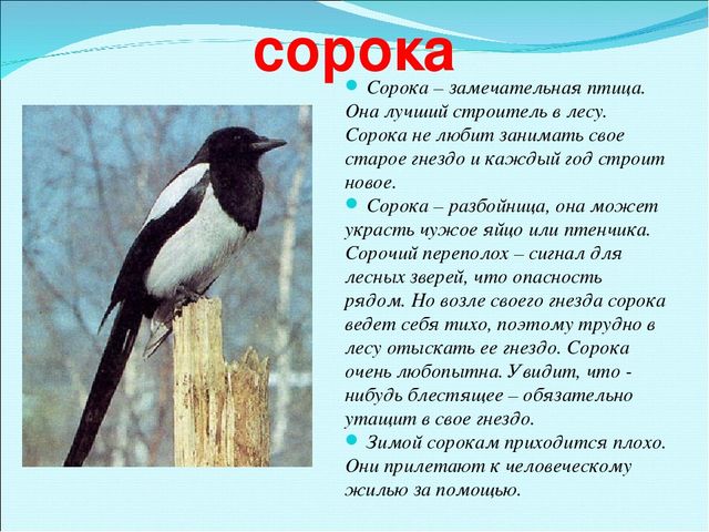 Презентация на тему "Зимующие птицы"