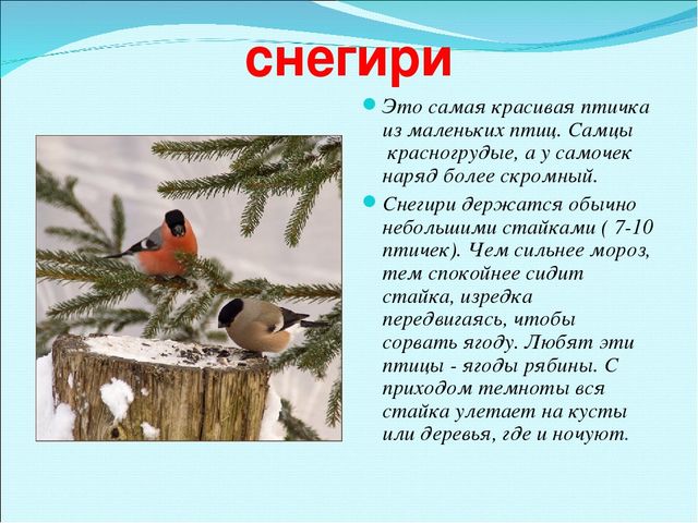 Презентация на тему "Зимующие птицы"