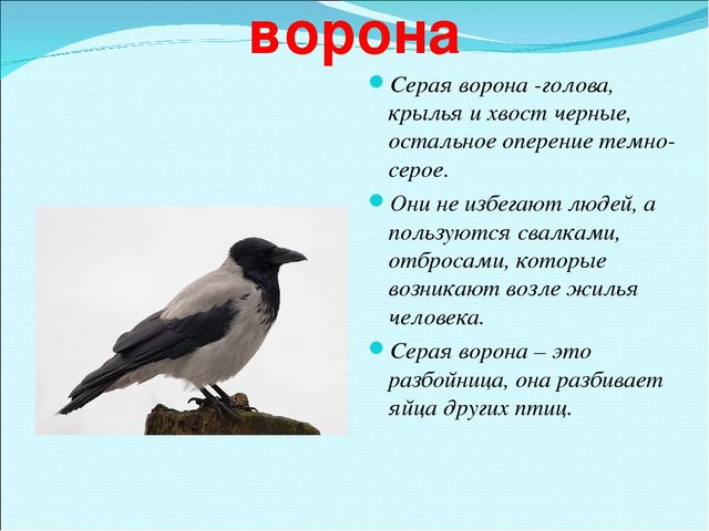 Презентация на тему "Зимующие птицы"