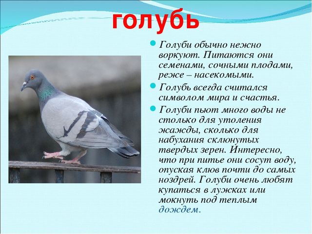 Презентация на тему "Зимующие птицы"