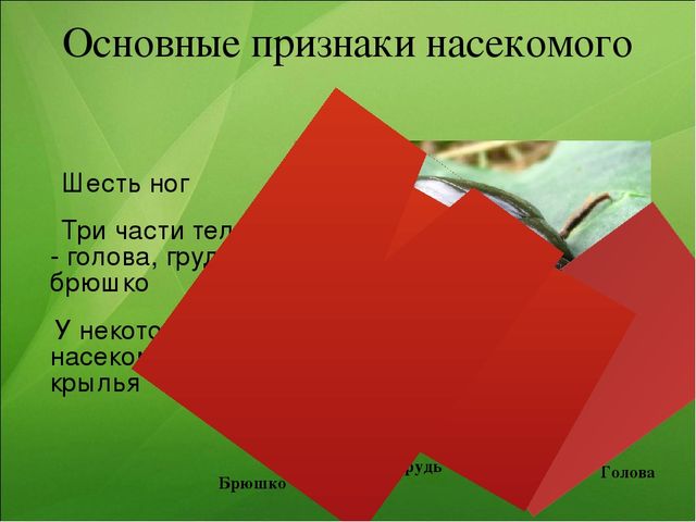 Презентация к занятию по ознакомлению с окружающим миром "Насекомые"
