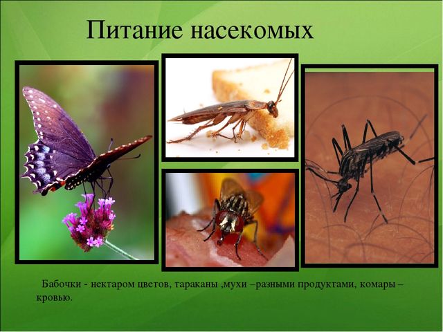 Презентация к занятию по ознакомлению с окружающим миром "Насекомые"