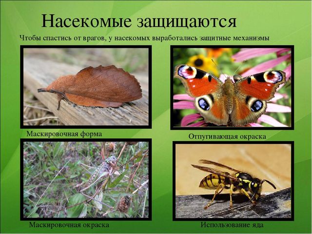 Презентация к занятию по ознакомлению с окружающим миром "Насекомые"