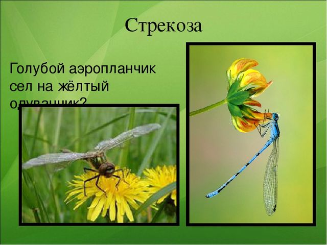 Презентация к занятию по ознакомлению с окружающим миром "Насекомые"