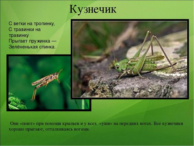 Презентация к занятию по ознакомлению с окружающим миром "Насекомые"