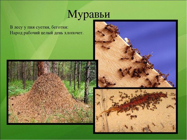 Презентация к занятию по ознакомлению с окружающим миром "Насекомые"