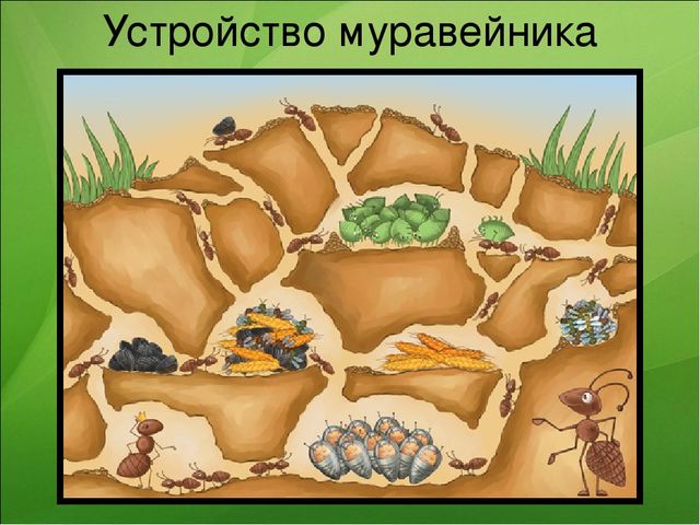 Презентация к занятию по ознакомлению с окружающим миром "Насекомые"