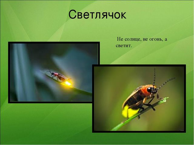 Презентация к занятию по ознакомлению с окружающим миром "Насекомые"