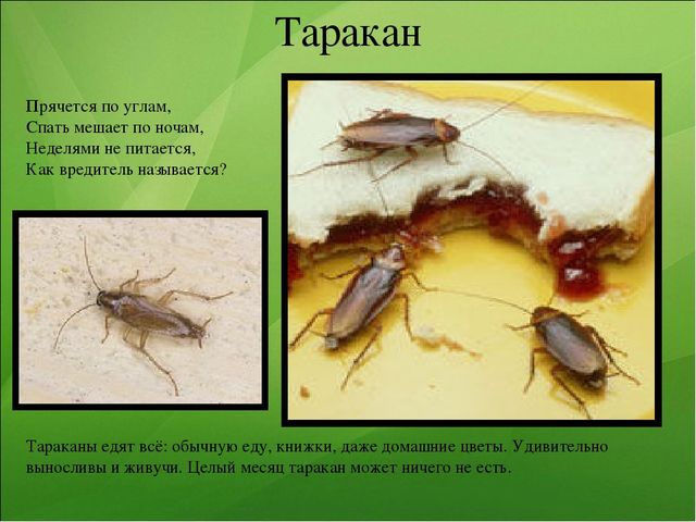 Презентация к занятию по ознакомлению с окружающим миром "Насекомые"