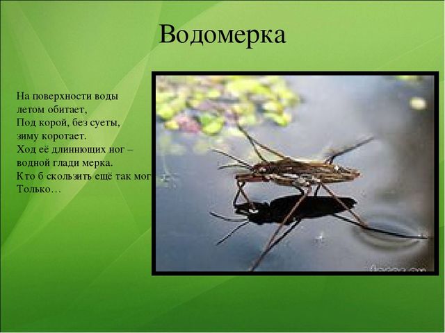 Презентация к занятию по ознакомлению с окружающим миром "Насекомые"