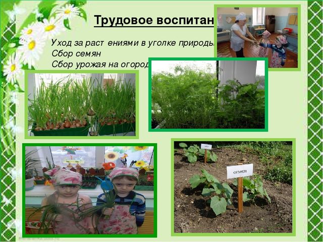 Презентация "Огород круглый год"