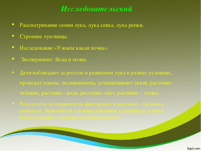 Презентация исследовательского проекта "Мой дружок - зеленый лучок"