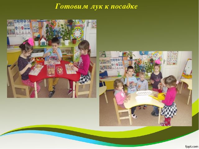 Презентация исследовательского проекта "Мой дружок - зеленый лучок"