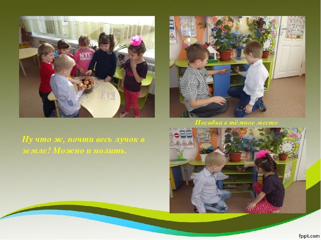Презентация исследовательского проекта "Мой дружок - зеленый лучок"