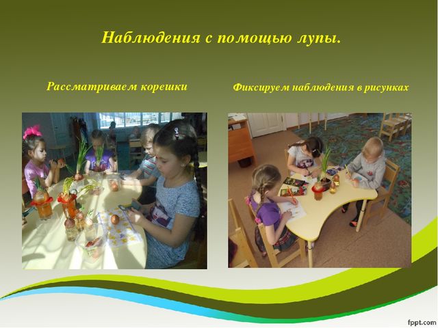 Презентация исследовательского проекта "Мой дружок - зеленый лучок"