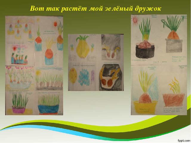 Презентация исследовательского проекта "Мой дружок - зеленый лучок"