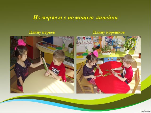 Презентация исследовательского проекта "Мой дружок - зеленый лучок"