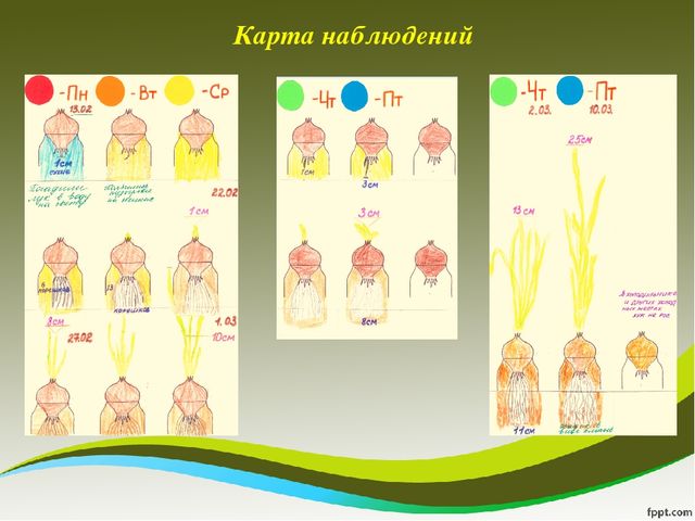 Презентация исследовательского проекта "Мой дружок - зеленый лучок"